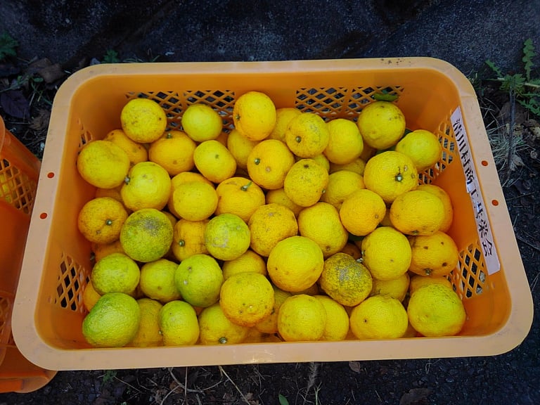 新鮮な柚子を収穫しました！