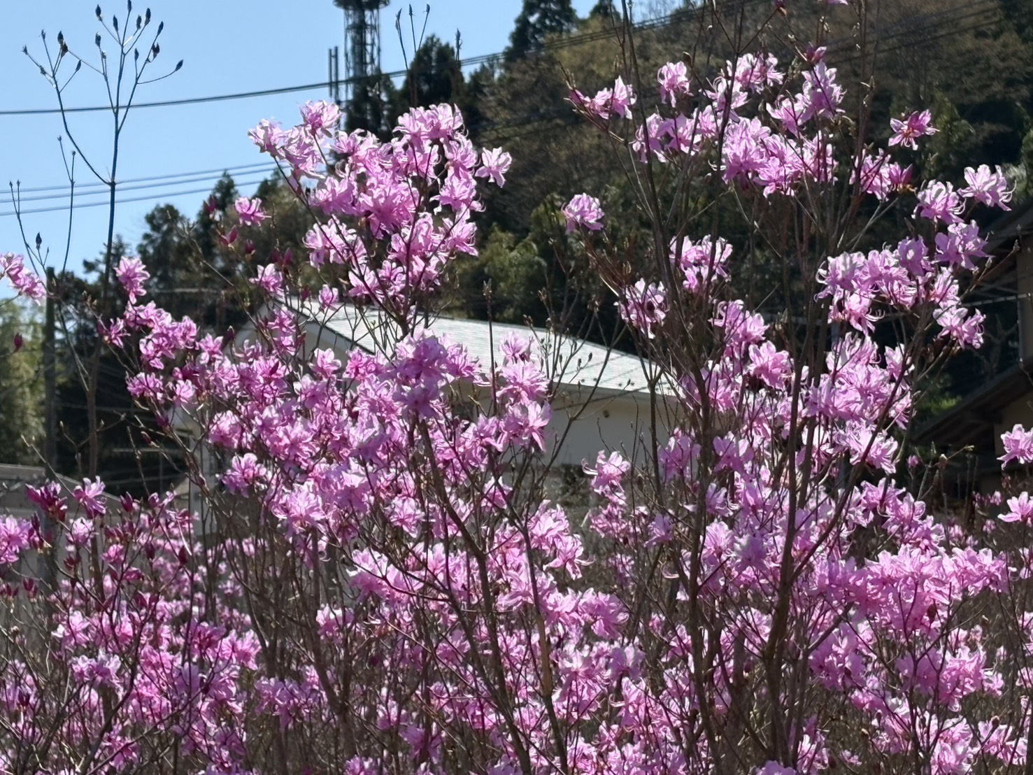 清川村のシンボル